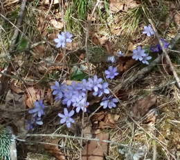 Frühlingsblumen blau